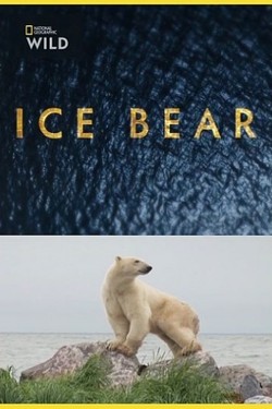 Полярный медведь - смотреть онлайн