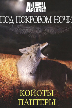 Под покровом ночи  - смотреть онлайн