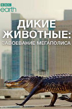 BBC: Дикие животные: Завоевание мегаполиса - смотреть онлайн