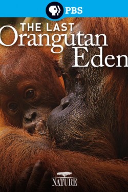Последний рай орангутанов - смотреть онлайн