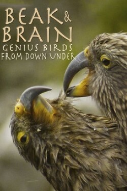 Клюв и мозг. Гениальные птицы - смотреть онлайн