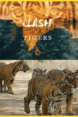 Схватка тигров - смотреть онлайн