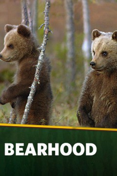 Медвежья школа - смотреть онлайн