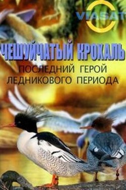Чешуйчатый крохаль. Последний герой ледникового периода - смотреть онлайн