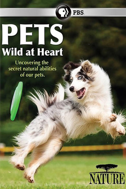 BBC: Питомцы - дикие в душе - смотреть онлайн