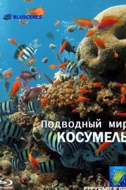 Подводный мир Косумель - смотреть онлайн