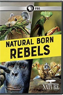 BBC. Прирождённые бунтари - смотреть онлайн