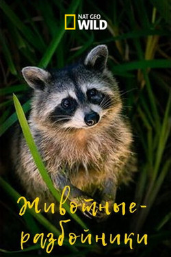 NGW: Изгои среди животных  - смотреть онлайн