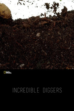 Удивительные копатели - смотреть онлайн