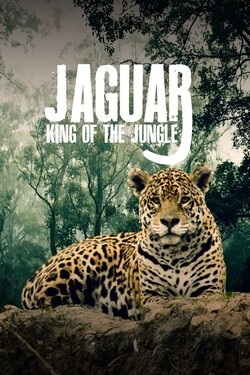 Ягуар - король джунглей - смотреть онлайн