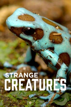 Странные существа - смотреть онлайн