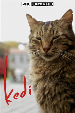 Город кошек - смотреть онлайн