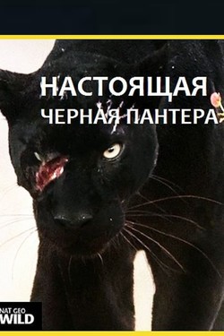 Настоящая чёрная пантера - смотреть онлайн