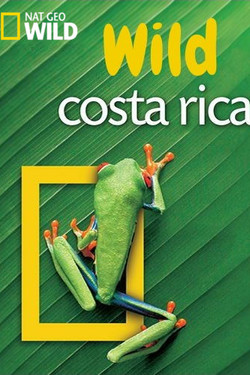 NGW. Дикая природа Коста-Рики - смотреть онлайн