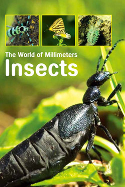 Насекомые или миллиметровый мир - смотреть онлайн