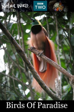 Птицы рая - смотреть онлайн