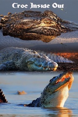 Nat Geo Wild: Секреты крокодила - смотреть онлайн