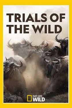 NGW: Испытания в дикой природе - смотреть онлайн
