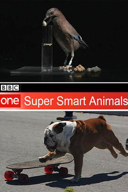 Гении из царства животных - смотреть онлайн