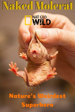 NGW. Голый землекоп: Самый странный супергерой в природе - смотреть онлайн