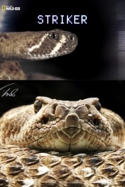 National Geographic. Голодное нападение - смотреть онлайн