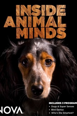 BBC. Животный интеллект - смотреть онлайн