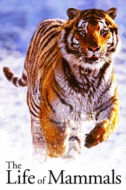 Жизнь млекопитающих - смотреть онлайн