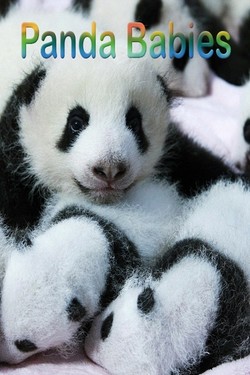 Viasat Nature: Маленькие панды - смотреть онлайн