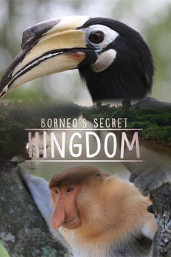 NGW: Секретное королевство Борнео: странные и дикие - смотреть онлайн