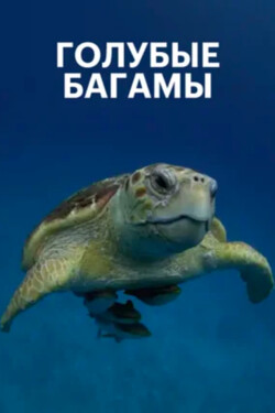 Голубые Багамы - смотреть онлайн