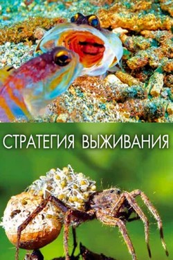 Стратегия выживания - смотреть онлайн