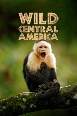 Дикая природа Центральной Америки - смотреть онлайн