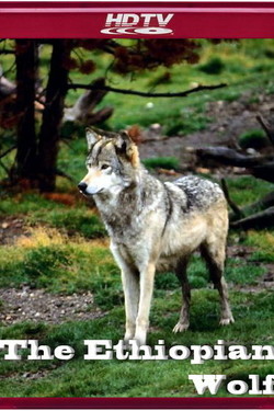 Эфиопский волк - смотреть онлайн