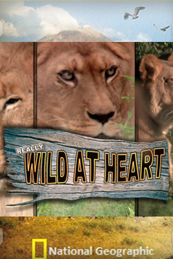 National Geographic. Дикие сердцем - смотреть онлайн