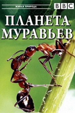 BBC. Планета муравьёв: Взгляд изнутри - смотреть онлайн