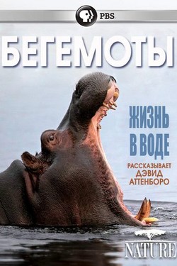 Бегемоты - жизнь в воде - смотреть онлайн