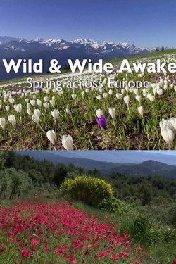 Пробуждение дикой природы - европейская весна - смотреть онлайн