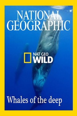 Nat Geo Wild: Глубоководные киты - смотреть онлайн