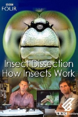 BBC. Вивисекция. Как устроены насекомые - смотреть онлайн