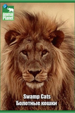 Animal Planet. Болотные кошки - смотреть онлайн