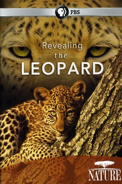 PBS: Тайная жизнь леопарда - смотреть онлайн