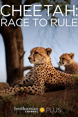 Гепард - борьба за признание - смотреть онлайн
