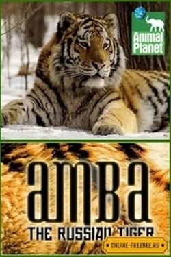 Animal Planet. Амба, русский тигр - смотреть онлайн
