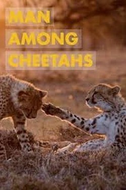 National Geographic: Человек среди гепардов - смотреть онлайн