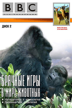 BBC: Брачные игры в мире животных - смотреть онлайн
