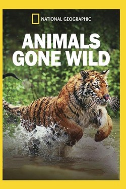 NGW: Животные без правил - смотреть онлайн