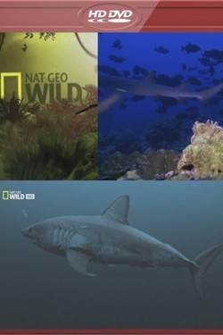 Nat Geo Wild: Самые опасные акулы - смотреть онлайн