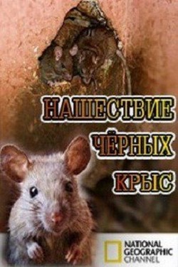 NG: Нашествие чёрных крыс - смотреть онлайн