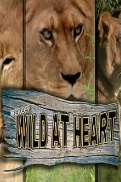 National Geographic: Дикие сердцем - смотреть онлайн