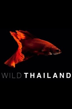 Дикий Таиланд - смотреть онлайн